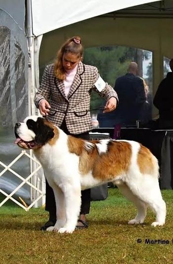 Reserve Winners Dog: Alpine Mtn Atticus
