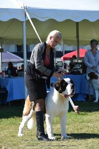 Saint Bernard of the kennel NAVILOTOSHNAVILOTOSH ZHIVANSHI ZHERMINAL