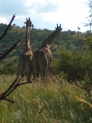 giraffes fighting