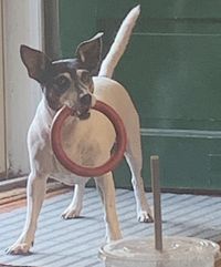 white terrier with black and brown head standing in front of a green door with a rubber ring in his mouth and his tail straight up.