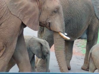 elephants crossing the road