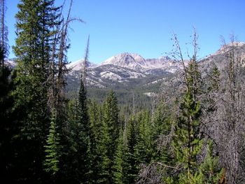 Forests_and_mtns
