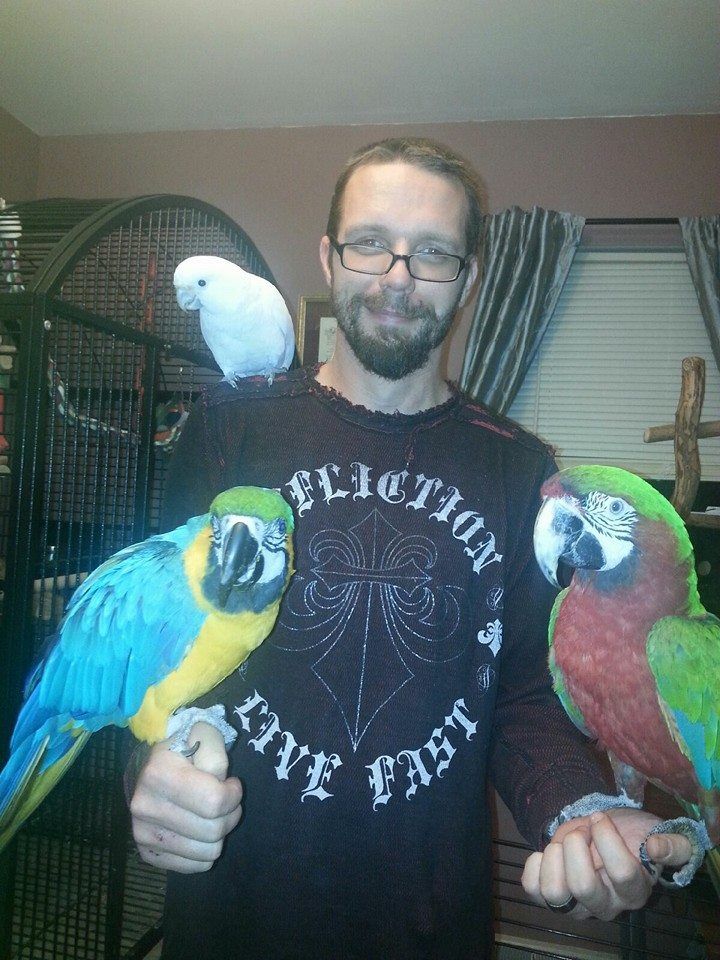 Rescue Camilla Macaw, Goffin Cockatoo, and Blue and Gold Macaw