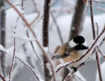 Winter's Chickadee Reminders of hope
