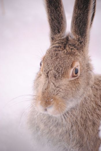 Winter Hare
