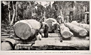 Kauri logs Kaitaia 1922 sheeeesh...real mothers of logs...massive!!...
