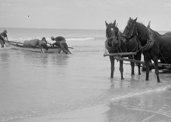 mellow day at 'Shippies' to get some gum out to the boats...1915 I wonder what the horses are saying to one another...Ha!....."Hey Bro..lets do a runnner"....
