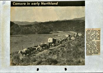 Kauri logs Victoria Valley rd Kaitaia 1918 how the hell did they get those massive logs on those carts....sheeeesh!!!..
