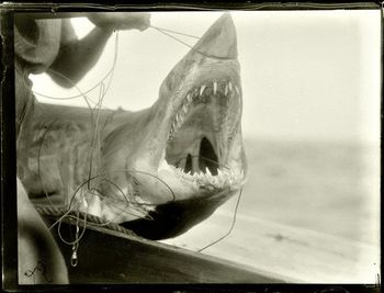 A somewhat large 'Noah' (Great White) breathes his last.... southern end of ninety mile beach ...1928
