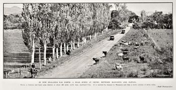 Oruru...between Mongonui & Kaitaia 1929 ..check the cows just wandering on the road ..Ha!!
