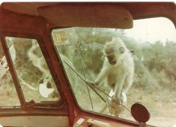 Having lunch...the van would be surrounded by inquisitive animals..... Serengeti ...1972
