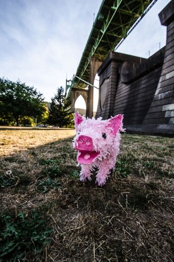 The Pink Pig
