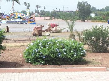Camels in Marrakech
