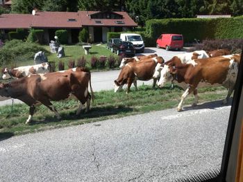 Cows on the way to our concert in La Clusaz, FR.
