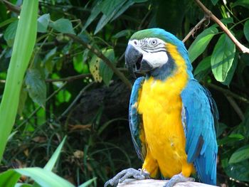 Brazil_macaw

