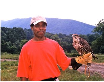 Befriending a Saker Falcon - 1999
