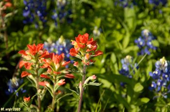 Paintbrushes and Bluebonnets The Hill Country, Texas

