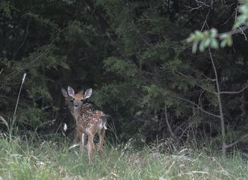 Double fawns
