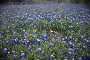 Spring in Texas
