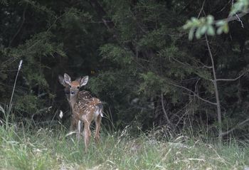 Double fawns 2

