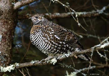 Minnesota Grouse The not-so-wary Spruce Hen
