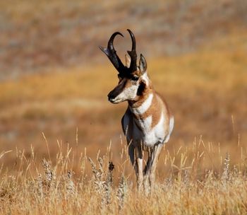 Black Hills Antelope Fall in South Dakota
