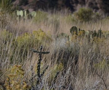 Cactus Cross1 Big Bend National Park
