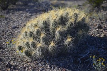 Cactus Big Bend National Park
