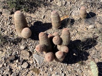 El Paso Cactus.
