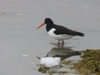 Eurasian Oystercatcher A very rare bird that flew thousands of miles in fog and wind and wound up at Long Island, NL.
