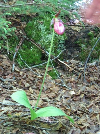 Lady's Slipper In a Fairy Glade on the Island. Photo by Amy Sela Colbourne
