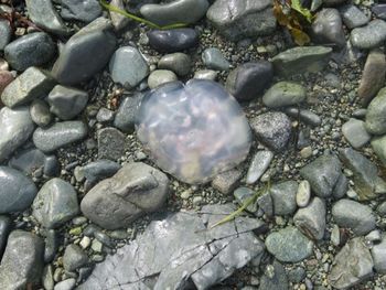 Jellyfish on the Beach
