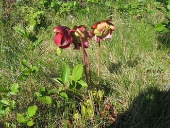 Pitcher Plant Photo by Amy Sela Colbourne
