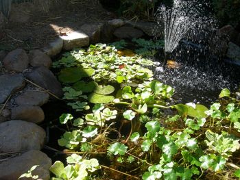Ars Terra: Pond 2 Pond Plants
