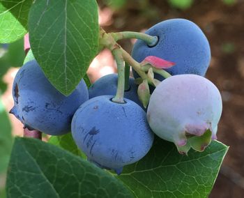 Blueberries
