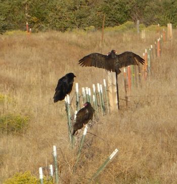 vultures_on_fence_painting
