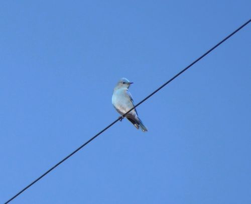 bluebird on a wire with blue sky