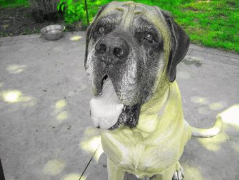 Zeus, my English Mastiff (9 y/o)
