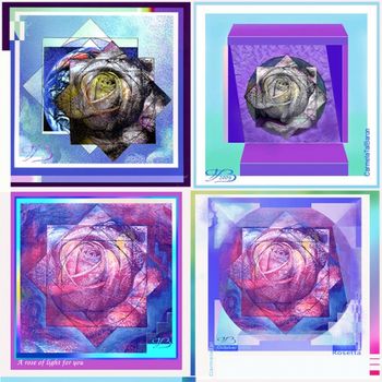Variations on a rose by Carmela Tal Baron
