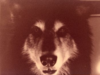 Wolfdog Steiger (1986-2001) -- spirit brother to my soldier sons
