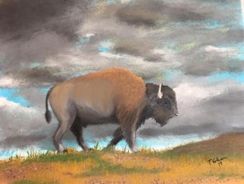 Lone Buffalo Oil on canvas
