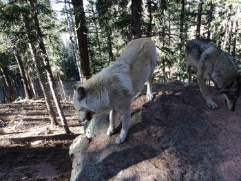 My favorite Timber Wolf - Wakanda, Colorado Wolf and Wildlife Center
