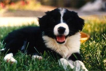 are border collies sport dogs