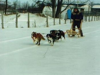 Zac, Trekki, Q and Timer... our cool sled team!
