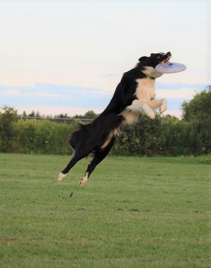 HiQ Border Collies Disc Dog Trial