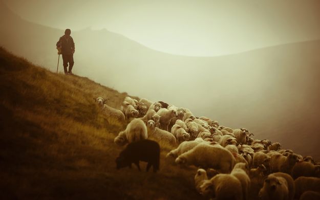 Shepherd and Flock