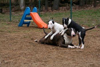 Dante playing with Abby and Ziva
