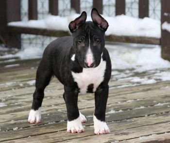 our newest addtion from our litter Bullyhill Black Tie Affair "Gibbs"
