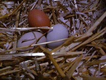 Yippee!! We are now up to 3 eggs a day

