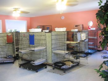 Cat room with enclosures

